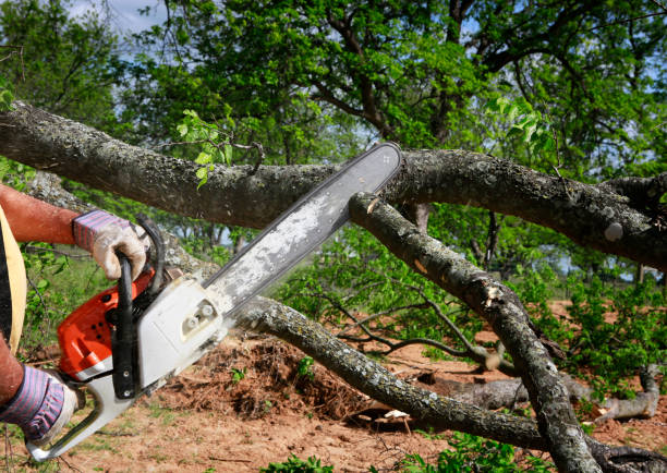 Best Utility Line Clearance  in Lden, MA